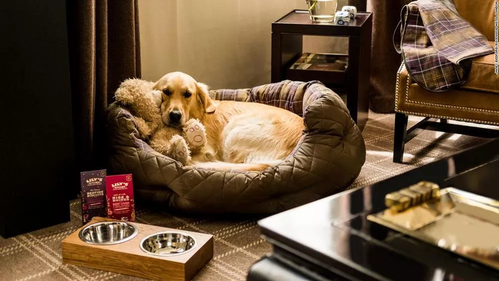 The Most Unique Pet Friendly Hotels