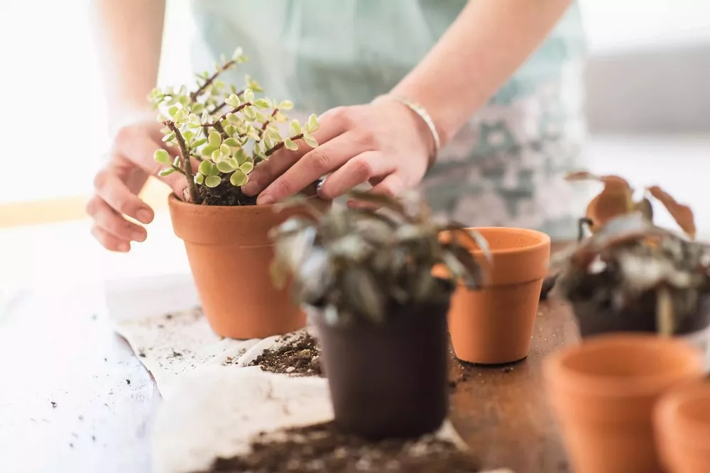 How Often To Change The Soil In Your Potted Plants